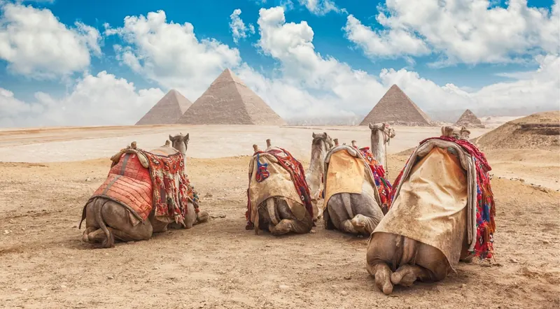 Camels resting in the desert with the Pyramids of Giza in the background